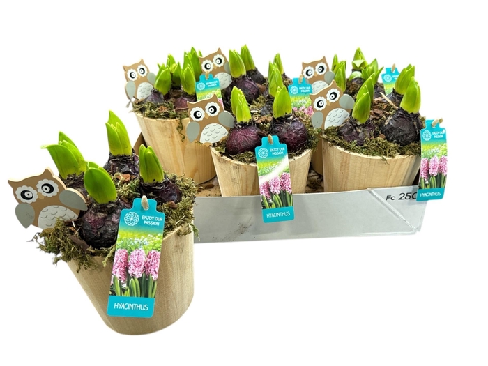 <h4>ARR HYACINTH</h4>