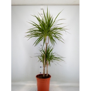 Dracaena marg.