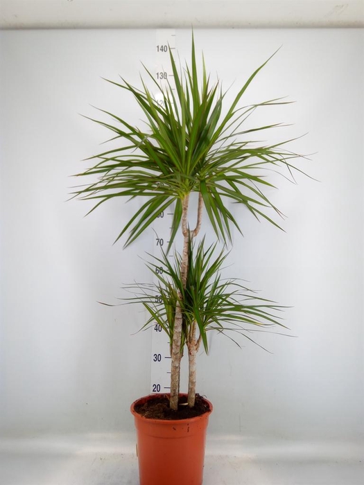 <h4>Dracaena marg.</h4>