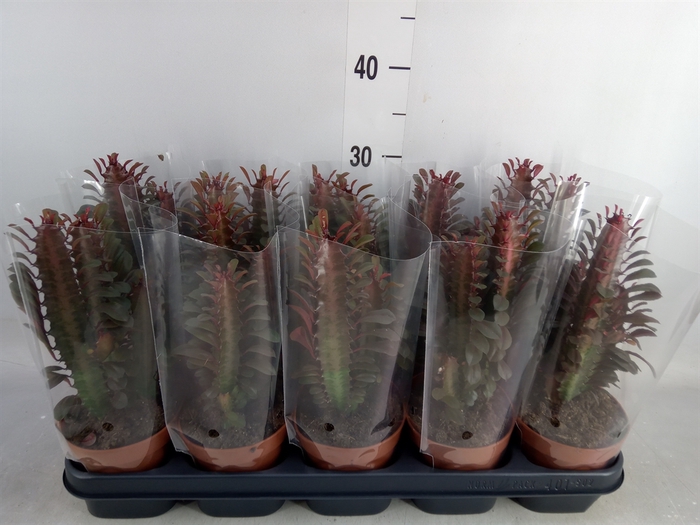 <h4>Euphorbia trigona 'Rubra'</h4>