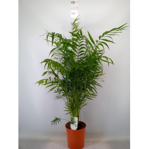 Chamaedorea elegans