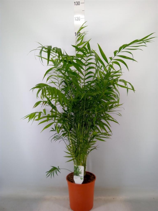 <h4>Chamaedorea elegans</h4>