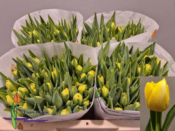 <h4>TU DU MARIE JO</h4>