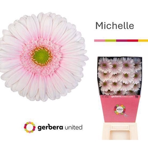 Gerbera diamond michelle