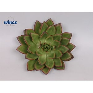 Echeveria Agavoides Belga Cutflower Wincx-8cm