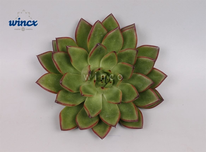 <h4>Echeveria Agavoides Belga Cutflower Wincx-8cm</h4>