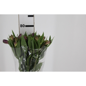 ALSTROEMERIA AMETHYST 080 CM