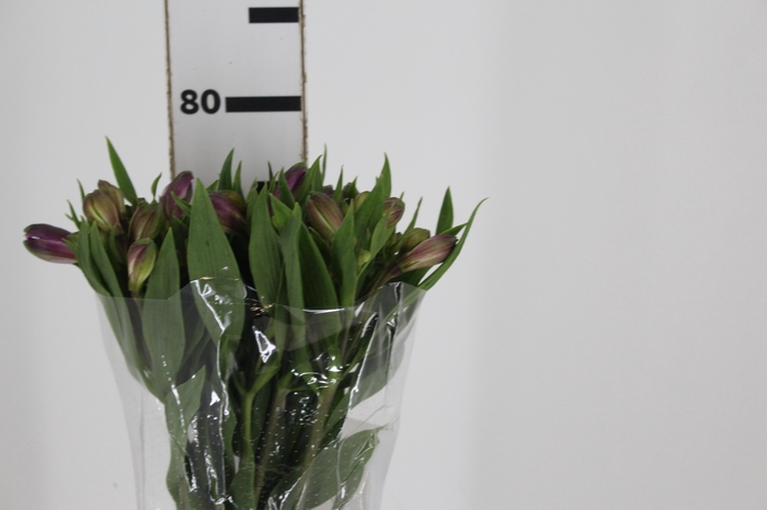 <h4>ALSTROEMERIA AMETHYST 080 CM</h4>