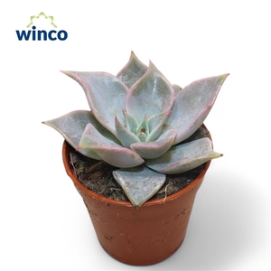 Echeveria Madiba