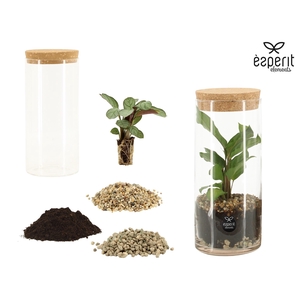 90858: DIY Terrarium arrangement