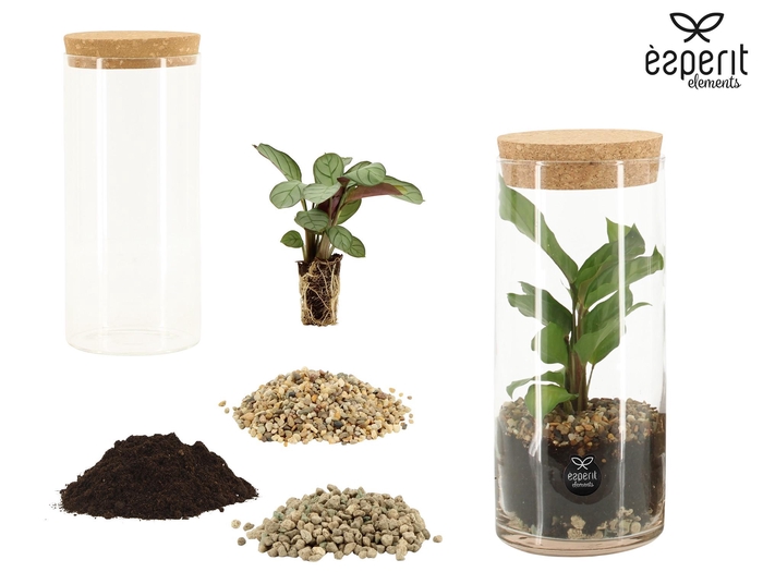 <h4>90858: DIY Terrarium arrangement</h4>