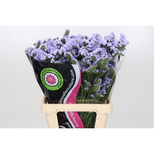 Limonium Statice Lavender Donau (min 9x 50)