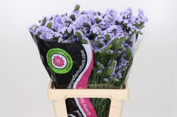 <h4>Limonium Statice Lavender Donau (min 9x 50)</h4>