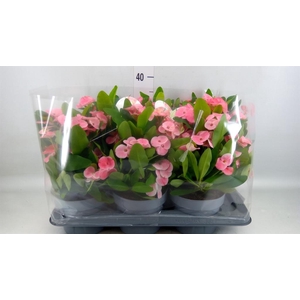 Euphorbia milii   ...