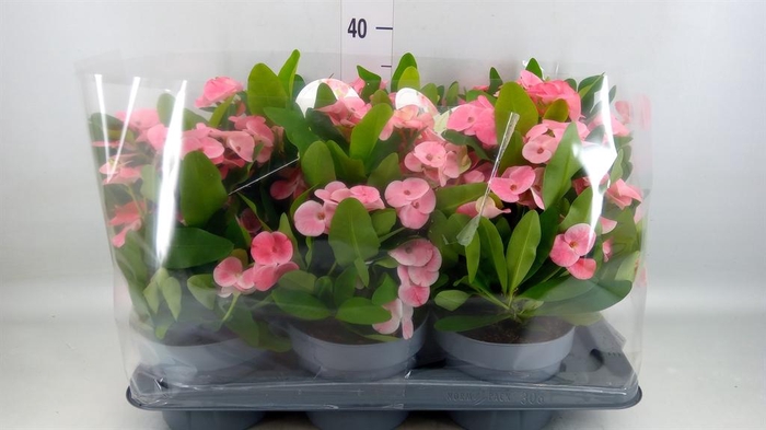 <h4>Euphorbia milii   ...</h4>