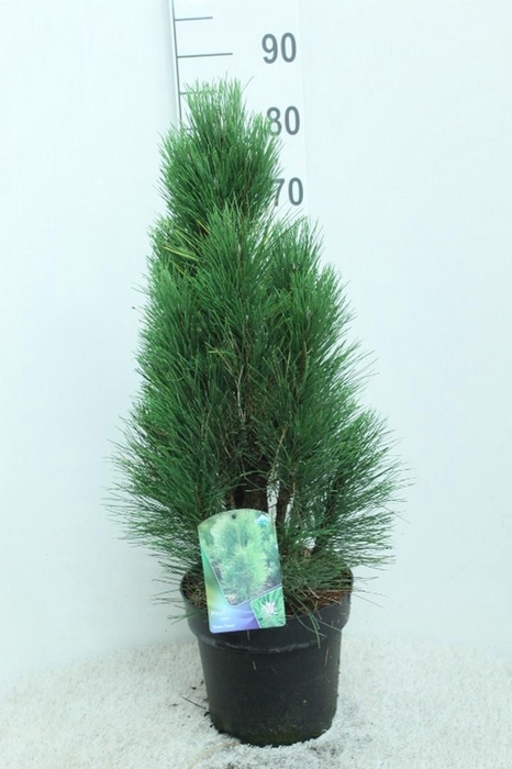 <h4>Pinus nigra 'Green Tower' P24 potgekweekt</h4>