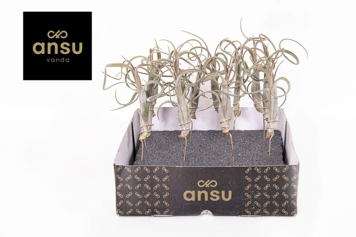 <h4>Tillandsia Intermedia</h4>