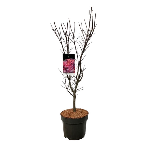 <h4>Acer pal. 'Skeeter's Broom'</h4>