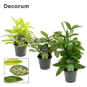 Dracaena