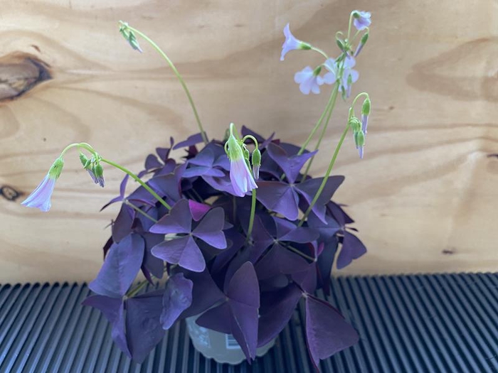 <h4>OXALIS TRIANGULARIS P11 MYKE</h4>