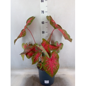 Caladium   ...