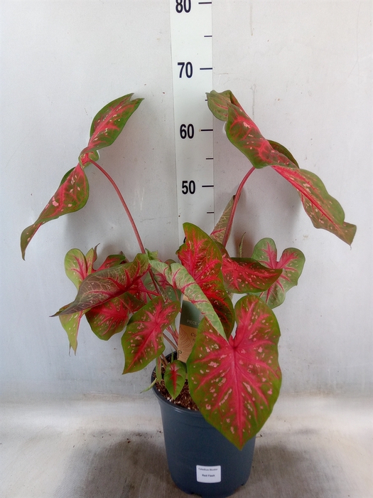<h4>Caladium   ...</h4>
