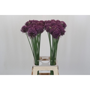 Allium Pink Lady