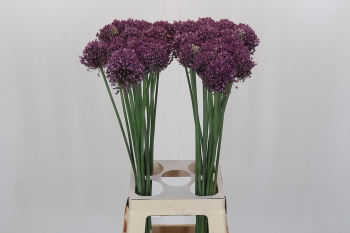 <h4>Allium Pink Lady</h4>