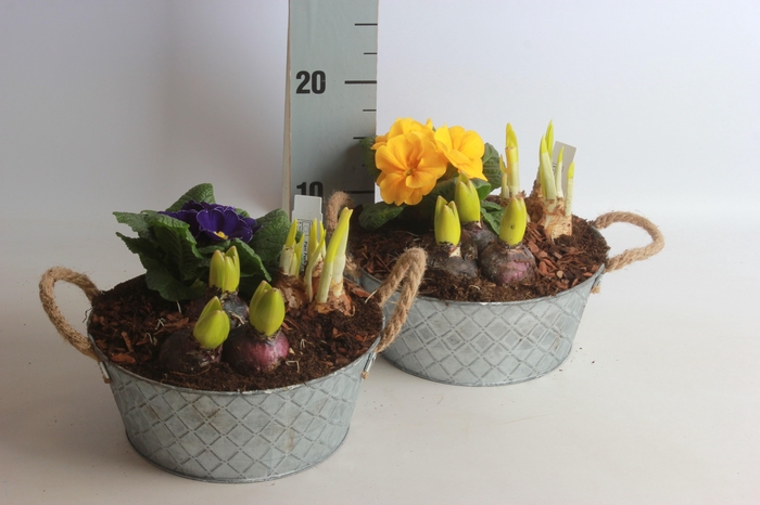 <h4>ARR BOL KNOLGEWAS</h4>