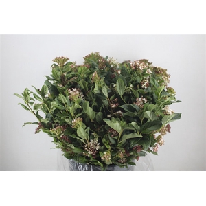 Viburnum Blooming Valery P Bunch