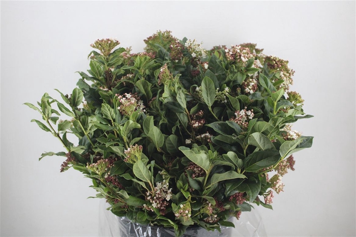 <h4>Viburnum Blooming Valery P Bunch</h4>