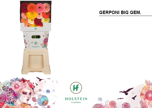 <h4>GE GB Gerponi Big Gemengd diamond x45</h4>