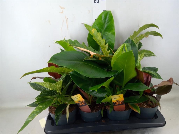 <h4>Philodendron   ...</h4>