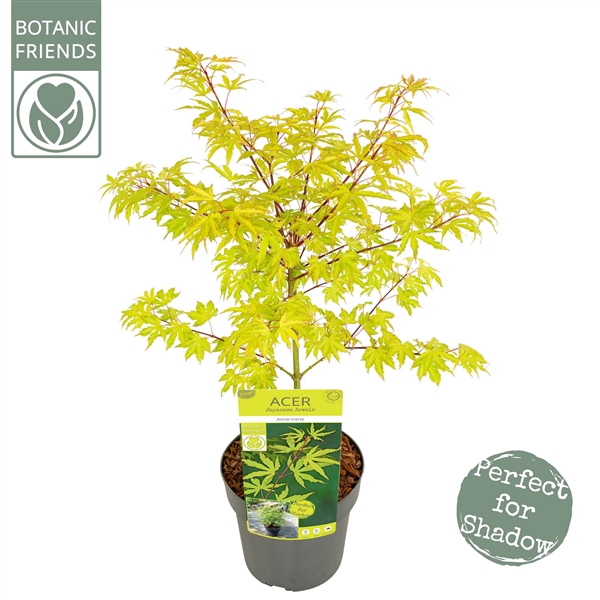 <h4>Acer palm. 'Anne Irene' ®</h4>