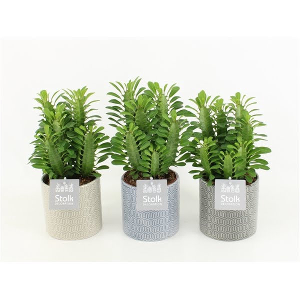 Euphorbia Trigona Groen in Gaia keramiek