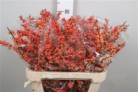 Ilex Ve Oudijks Orange