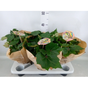 Begonia BD 'Rubi Verde'