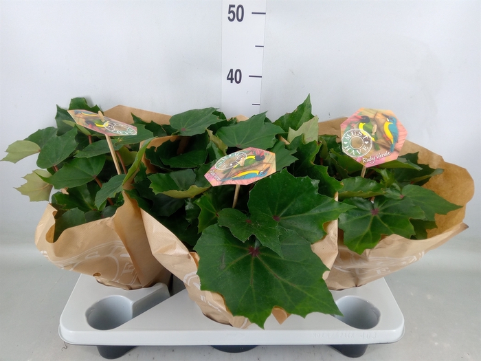 <h4>Begonia BD 'Rubi Verde'</h4>