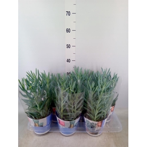 Curio ficoides 'Mount everest'