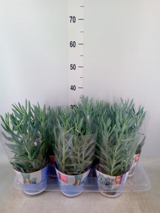 <h4>Curio ficoides 'Mount everest'</h4>