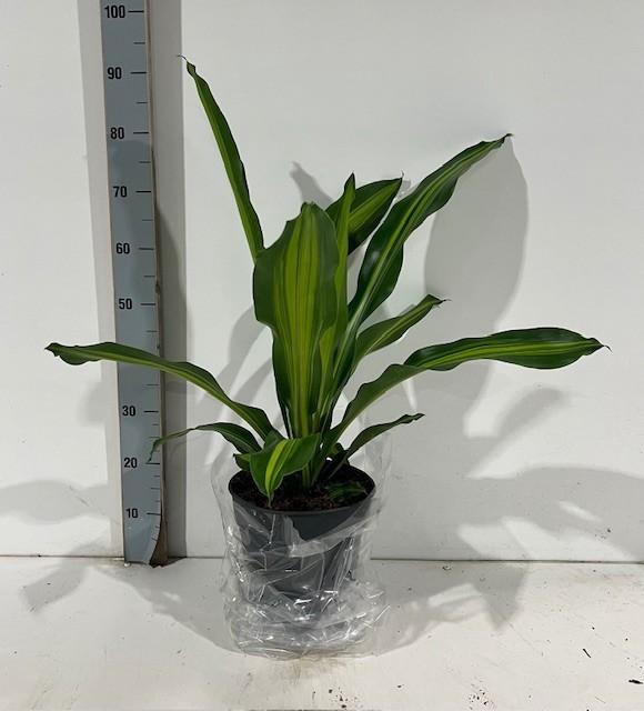 <h4>DRA FRAG BURLEY</h4>