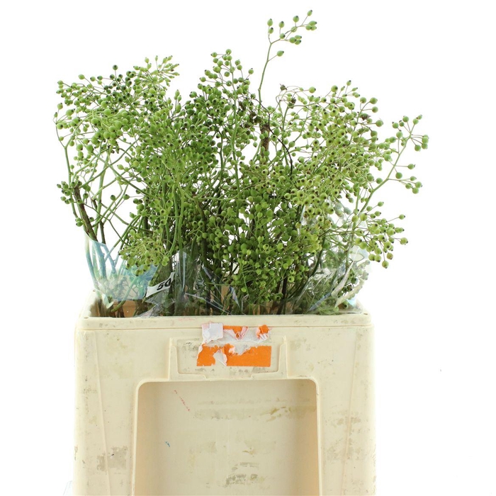 <h4>Rosa Corallo Green</h4>