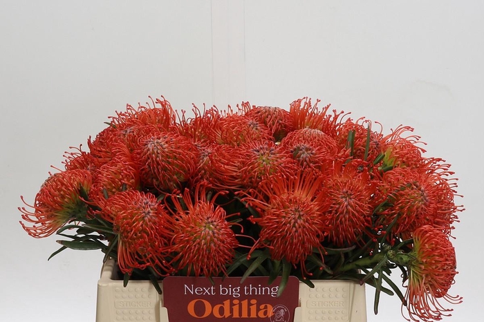 <h4>Nutans Succession</h4>