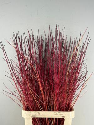 <h4>Cornus Winter Beauty</h4>