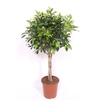 Ficus