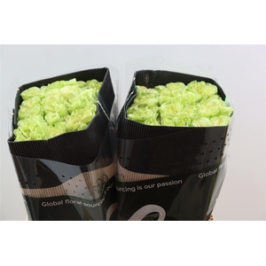 R Gr Exotix Mint