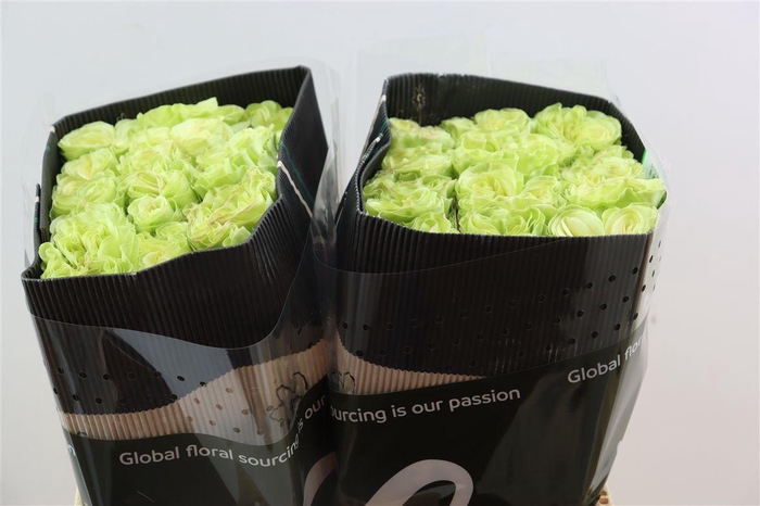 <h4>R Gr Exotix Mint</h4>