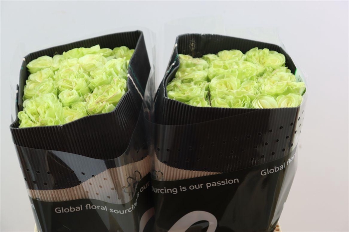 <h4>R Gr Exotix Mint</h4>