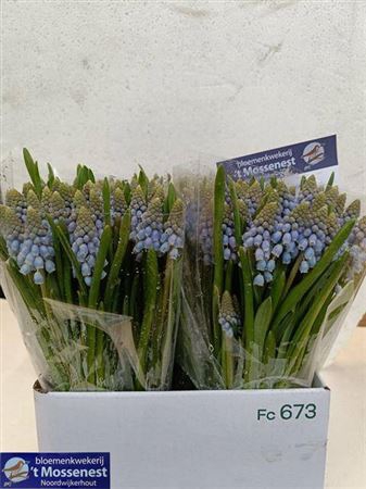 <h4>Muscari Bleu</h4>