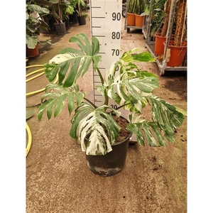 Monstera Deliciosa Variegata XL